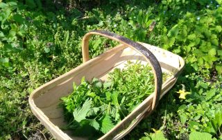 Trug of weeds