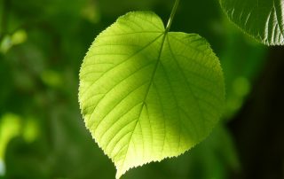 Lime leaf