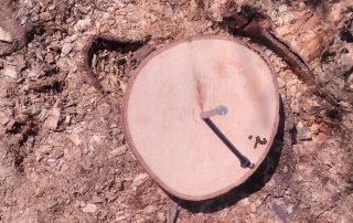 wood cookie sundial in outdoor learning science