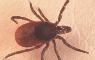 deer tick
